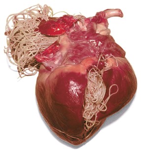 heartworms in dog heart Heartworm Disease Exposed 